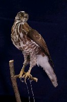 鳳頭蒼鷹藏品圖，第1張